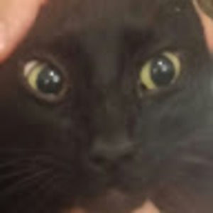 Meet your Posher, Asher